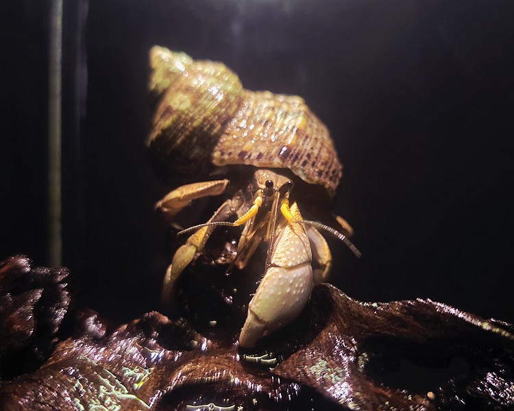 Hermit Crab - 7-10cm